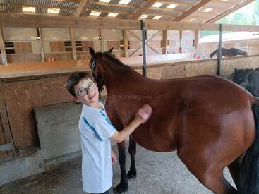 Um garoto usando óculos e camisa branca escova alegremente um cavalo marrom dentro de um estábulo, com baias de madeira e outro cavalo visível ao fundo.