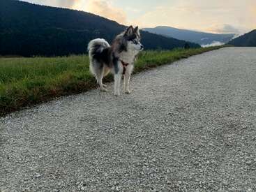 Um cachorro fofo está em um caminho de cascalho, olhando para a distância. Cercado por campos gramados e montanhas, o céu está parcialmente nublado ao pôr do sol.