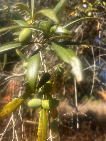 Cette image montre une grappe d'olives vertes poussant sur une branche d'olivier, entourée de feuilles vertes allongées, sur un fond clair et légèrement flou.