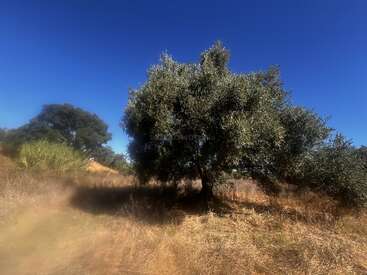 Un grand arbre feuillu se dresse dans un champ sec et herbeux, sous un ciel clair d'un bleu profond. La lumière du soleil crée des contrastes marqués et de longues ombres sur le sol.
