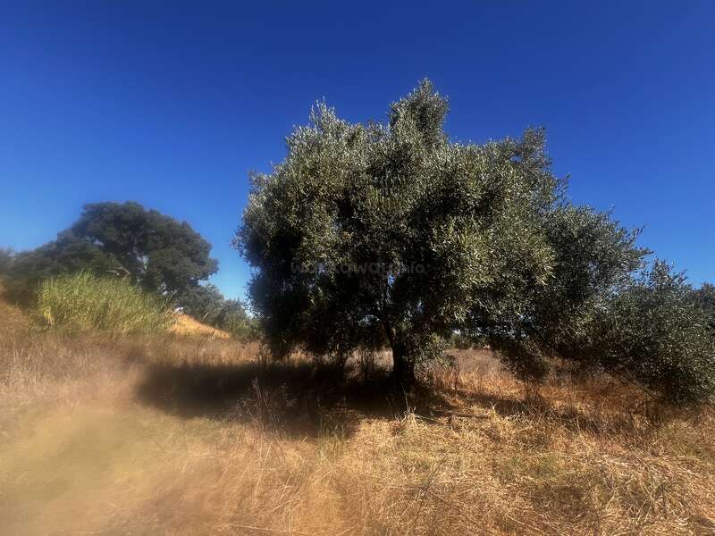 Un grand arbre feuillu se dresse dans un champ sec et herbeux, sous un ciel clair d'un bleu profond. La lumière du soleil crée des contrastes marqués et de longues ombres sur le sol.