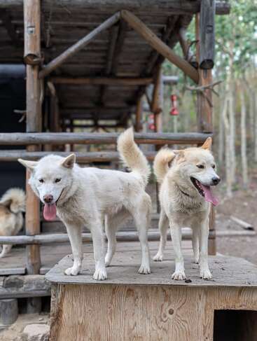 Deux chiens blancs et heureux se tiennent côte à côte sur une plate-forme en bois, la langue tirée, devant une structure rustique en bois entourée d'arbres et de paysages naturels.