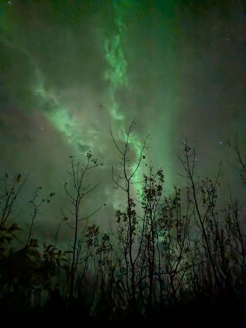 Des silhouettes d'arbres se dressent sous un ciel nocturne illuminé par des aurores vertes, jetant une lumière éthérée et mystique sur le paysage forestier calme et ombragé.