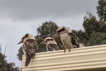 Três kookaburras estão empoleiradas num telhado de cor creme, tendo como pano de fundo um céu nublado. Árvores com folhagem verde compõem o cenário, criando uma imagem serena e natural.