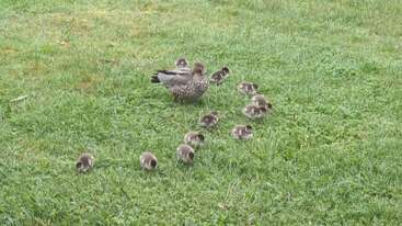 Uma mamãe pata está em pé na grama verde, cercada por doze patinhos fofinhos, todos espalhados ao seu redor, explorando o ambiente num dia nublado de primavera.