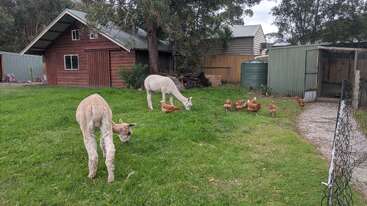 A imagem mostra duas alpacas pastando na grama verde, enquanto várias galinhas andam por ali. No fundo, há celeiros de madeira e metal, cercados por árvores.