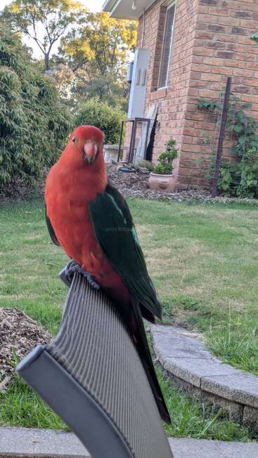Um papagaio de cores vivas, em vermelho e verde, está pousado com segurança em uma cadeira ao ar livre, com uma casa de tijolos, um jardim exuberante e um gramado verde visíveis ao fundo.