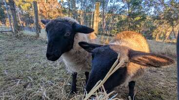 Duas ovelhas com focinhos e orelhas escuras estão bem juntas, cercadas por feno em um espaço ao ar livre cercado, com a luz do sol passando por entre as árvores atrás delas.
