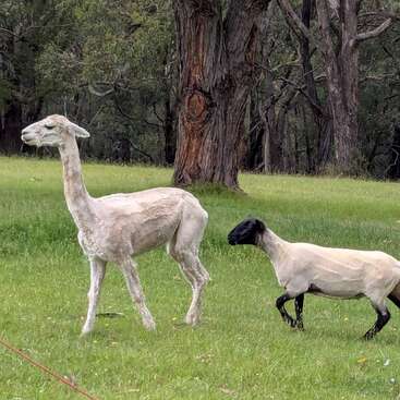 Num campo gramado, uma alpaca recém-tosquiada e uma ovelha também recém-tosquiada caminham juntas. As árvores formam um cenário natural de floresta, criando uma cena rural tranquila.