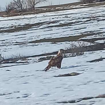 The image depicts a large bird of prey, likely an eagle or hawk, standing in a snowy field with its wings spread out.