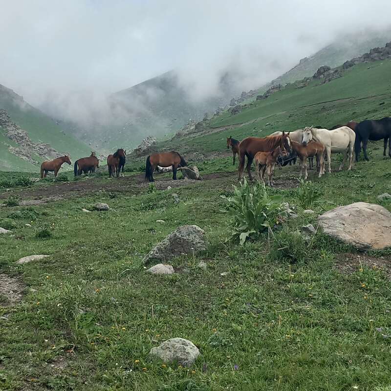 The image depicts a serene mountainous landscape featuring a herd of horses grazing on lush green grass, with rocky terrain and a cloudy sky in the background.