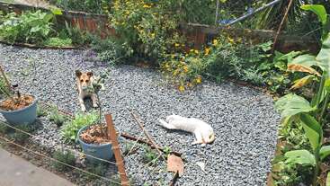 Un pequeño jardín con suelo de grava, plantas en macetas y arbustos en flor. Un perro está sentado alerta mientras un gato blanco descansa cómodamente sobre la grava, tomando el sol.