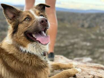 Un chien brun tout joyeux, au poitrail blanc, est couché sur un sol rocailleux à l'extérieur. Derrière lui, on aperçoit les jambes d'une personne, avec un paysage en arrière-plan.