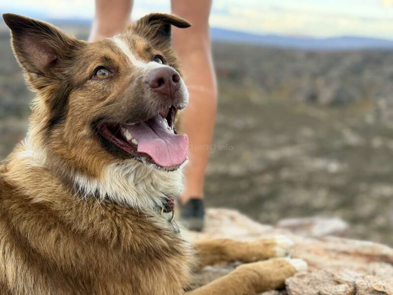 Un chien brun tout joyeux, au poitrail blanc, est couché sur un sol rocailleux à l'extérieur. Derrière lui, on aperçoit les jambes d'une personne, avec un paysage en arrière-plan.