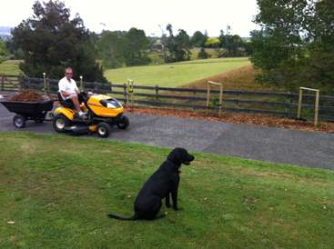 Das Bild zeigt einen Mann, der mit einem gelb-schwarzen Rasenmäher auf einem gepflasterten Weg fährt, während ein Hund in der Nähe im Gras sitzt und eine Schubkarre voller Mulch hinter ihm steht.
