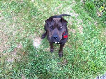 Das Bild zeigt einen braunen Hund mit rotem Halsband, der auf einer Wiese steht und mit leicht erhobenem Schwanz in die Kamera blickt.