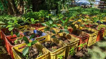 Bright sunlight illuminates young green plants growing in reused plastic crates arranged in rows. The setting is outdoors, with surrounding trees and grass, creating a sustainable, natural environment.