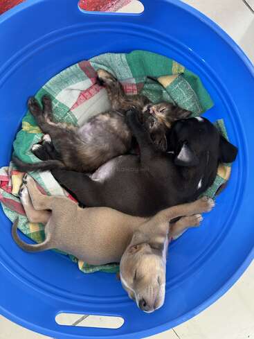 In a blue plastic basket, two adorable puppies and one kitten snuggle together on a colorful cloth, peacefully sleeping and creating an irresistibly heartwarming scene.