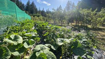 Un jardin luxuriant prospère sous la lumière du soleil, avec des feuilles de courge d'un vert éclatant, des fleurs épanouies, des arbres fruitiers et une haute clôture verte. Des arbres et un ciel bleu l'entourent.