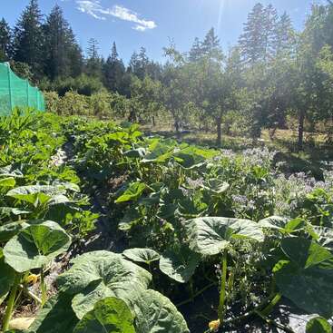 Un jardin luxuriant prospère sous la lumière du soleil, avec des feuilles de courge d'un vert éclatant, des fleurs épanouies, des arbres fruitiers et une haute clôture verte. Des arbres et un ciel bleu l'entourent.