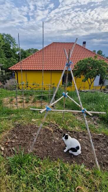 Eine schwarz-weiße Katze sitzt auf dem nackten Boden in einem Garten, neben hölzernen Pflanzenstützen, mit einem leuchtend gelben Haus und einem bewölkten Himmel im Hintergrund.