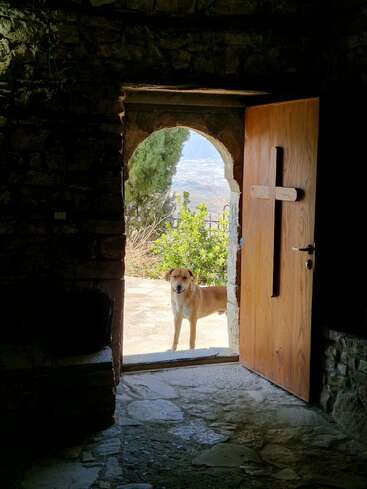 Ein Hund steht vor einem steinernen Tor, das Sonnenlicht lässt sein Fell leuchten. Die mit einem Kreuz verzierte Holztür führt in einen rustikalen, schattigen Innenraum.
