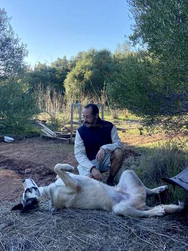 A man kneels on the ground, affectionately petting a large dog lying on its back. They are outdoors, surrounded by trees and dry grass.