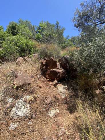 This image shows a sunlit hillside with dry grass, rocks, and scattered wildflowers. Dense green shrubs and trees fill the background under a clear blue sky.