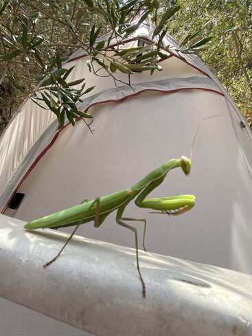 A vibrant green praying mantis stands on a metal surface, with a beige tent and leafy branches in the background, creating a natural outdoor camping scene.