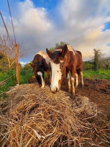 Dois cavalos castanhos e brancos comem feno num campo sob um céu espetacular. Grama verde, uma cerca de madeira e árvores sem folhas os cercam, criando uma cena rural tranquila.