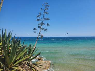 Dieses Bild zeigt eine lebhafte Küste mit türkisfarbenem Meer, strahlend blauem Himmel, einigen Kitesurfern in der Ferne und stacheligen grünen Pflanzen im Vordergrund.