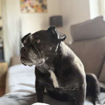 Um cachorro preto com branco no rosto e no peito está sentado em um sofá, olhando atentamente para os lados, em uma sala de estar com iluminação quente.