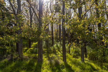 Sunlight filters through tall, slender trees in a serene forest. Fresh green grass carpets the ground, while shadows and golden light create a peaceful, inviting atmosphere.