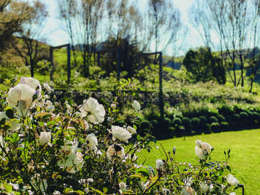 A cluster of white flowers blooms in the foreground, with lush green grass, leafy shrubs, and leafless trees under bright sunlight in the background. Peaceful scenery.