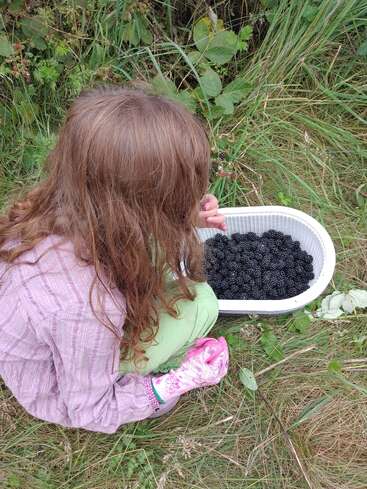 Ein junges Kind mit langen braunen Haaren pflückt im Freien Brombeeren und hockt dabei im hohen Gras. Sie trägt ein rosa Hemd, eine grüne Hose und einen geblümten Handschuh und hält einen vollen Korb in der Hand.