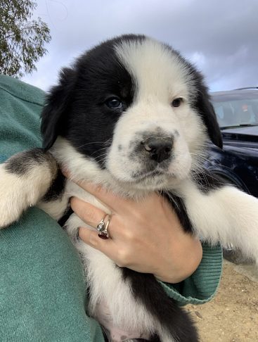 L'image représente un petit chien pelucheux, à la queue courte et aux oreilles tombantes, qui regarde directement l'appareil photo, sur un fond flou. Le pelage du chien est essentiellement blanc, avec des taches noires.