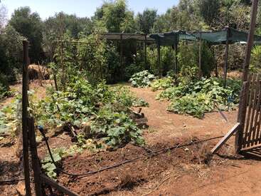 Dieses Bild zeigt einen üppigen Gemüsegarten mit grünen Reben und Pflanzen, schattigen Strukturen, Holzstützen, Bewässerungsschläuchen und umliegenden natürlichen Bäumen im hellen Sonnenlicht.
