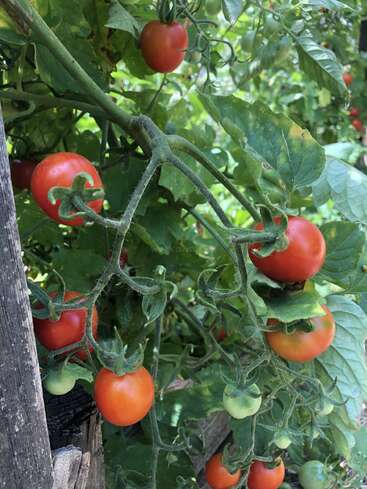 Dieses Bild zeigt einen Haufen reifer und unreifer Kirschtomaten, die an einer Rebe in einem sonnigen Garten wachsen, umgeben von üppigen grünen Blättern und Stängeln.