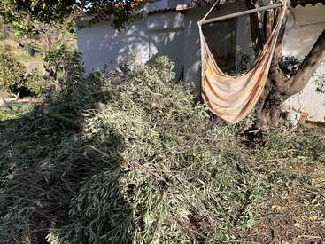 A pile of trimmed tree branches lies under a tree with a hammock chair beside a white building, casting shadows in a sunny outdoor garden.