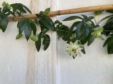A passionflower vine climbs along a bamboo pole against a white wall, displaying vibrant green leaves and a striking white and purple flower in bloom.