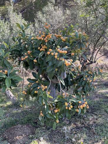 A small tree stands outdoors, laden with clusters of ripe, yellow-orange fruit among its dense, green leaves. Sunlight filters through, highlighting the abundance.