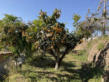 A lush loquat tree stands in a sunlit garden, full of ripe yellow-orange fruit, surrounded by green grass, shrubbery, and a clear blue sky overhead.