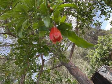 A close-up of a red flower bud hangs from a leafy tree branch, surrounded by green foliage under a partly cloudy sky in a natural setting.
