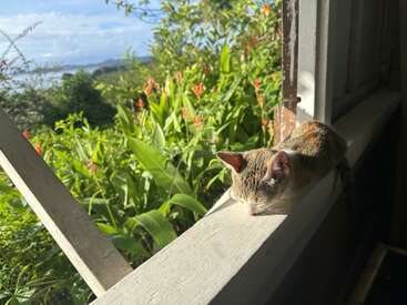 Um gatinho dorme tranquilamente no parapeito de uma janela ensolarada. Lá fora, plantas verdes e flores vermelhas desabrocham, banhadas pela luz quente do sol sob um céu parcialmente nublado.