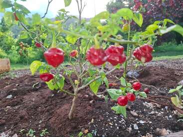 Uma pequena planta de pimenta cresce num jardim, produzindo pimentas Scotch Bonnet de um vermelho vivo. Uma vegetação exuberante e o solo cercam esse vegetal saudável e vigoroso sob a luz do sol.