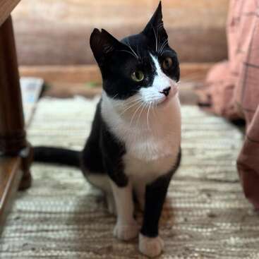 Un chat noir et blanc aux yeux jaunes brillants est assis attentivement sur un tapis tissé à l'intérieur, entouré de meubles et d'une atmosphère douce et chaleureuse.