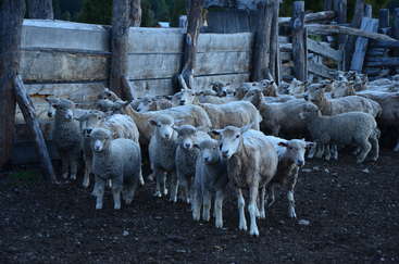 The image depicts a group of sheep in a fenced area, with a few trees and a body of water visible in the background. The scene appears to be a rural or natural setting.