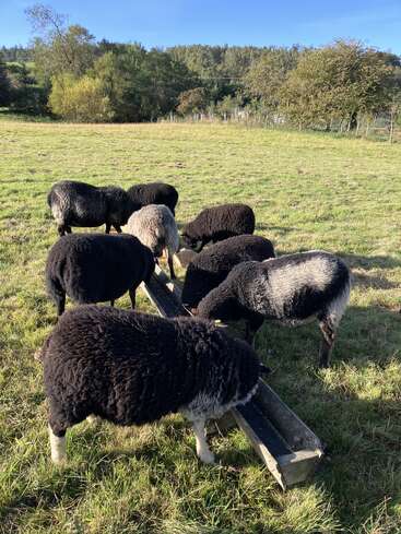 A group of black and gray sheep are eating from a trough in a grassy field, surrounded by trees and bathed in bright morning sunlight.
