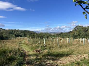 This image shows a sunlit orchard with young trees in protective tubes, grassy paths, green hills, blue sky, scattered clouds, and a peaceful rural landscape.