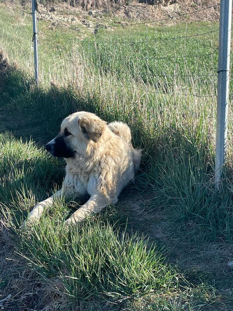 The image depicts a large dog with a tan coat and black muzzle lying in a grassy field, adjacent to a wire fence.